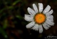 /album/galerie-photos/fleur-mouillee-jpg/